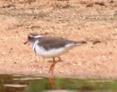 Charadrius tricollaris