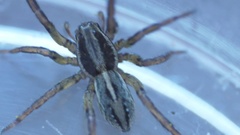 Artoriopsis expolita