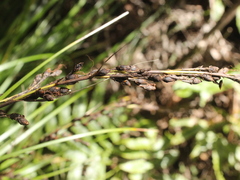 Gahnia pauciflora