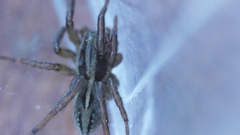 Artoriopsis expolita