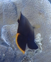 Acanthurus pyroferus
