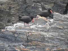 Haematopus fuliginosus