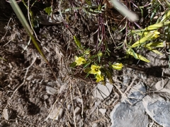 Chondrophylla