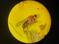 Norellisoma spinimanum