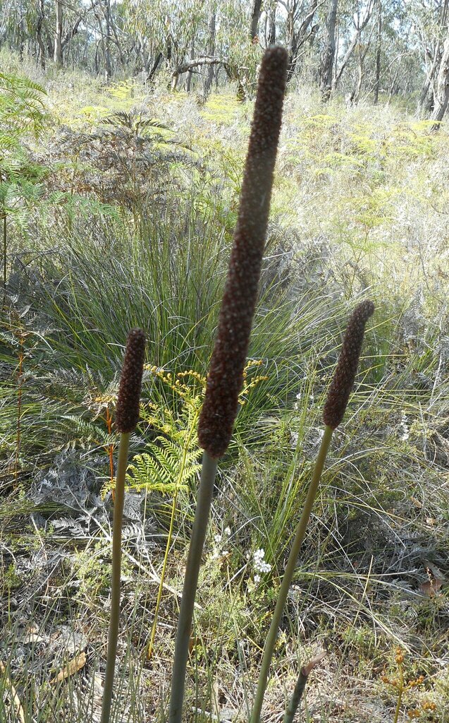 Xanthorrhoea minor R.Br. 2