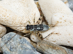 Taiwanemobius ryukyuensis