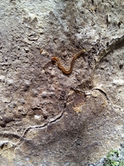 Geophilidae