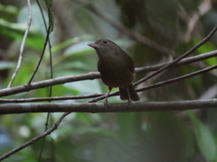 Colluricincla rufogaster