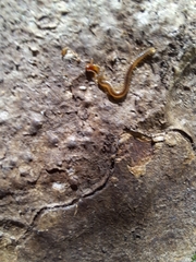 Geophilidae