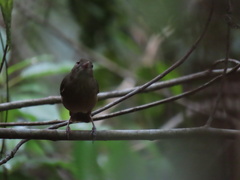 Colluricincla rufogaster