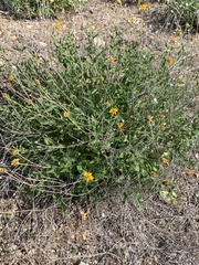 Wedelia hispida
