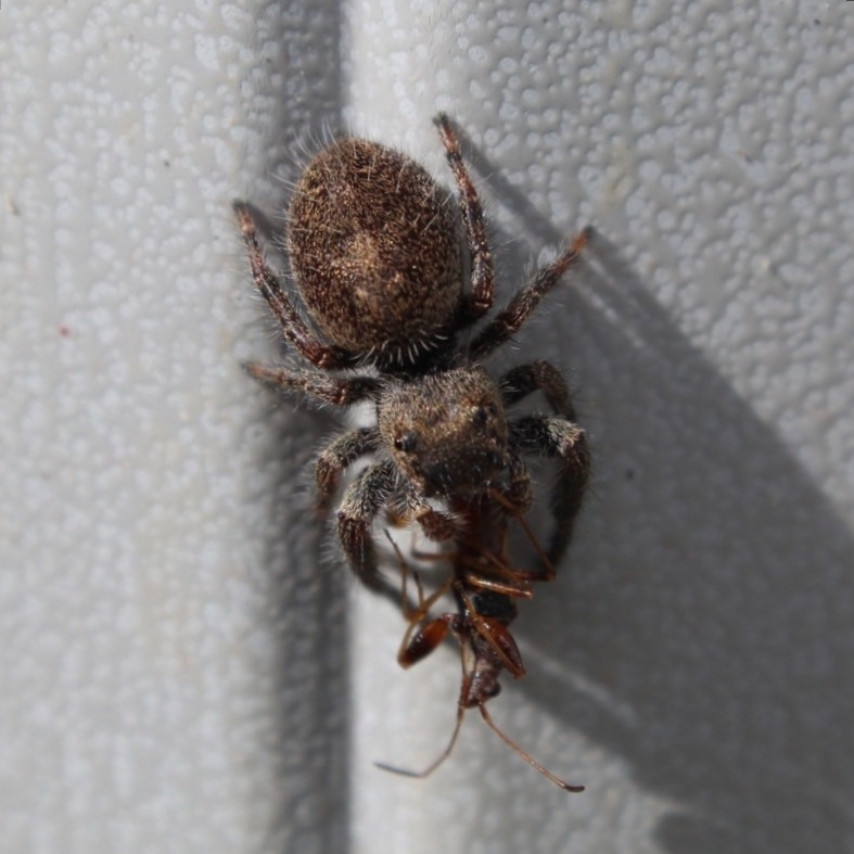 Grayish Jumping Spider (Phidippus princeps) · iNaturalist