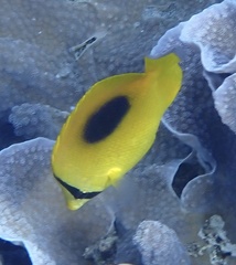 Chaetodon speculum