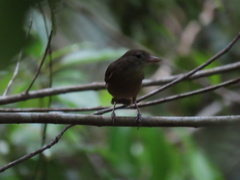 Colluricincla rufogaster