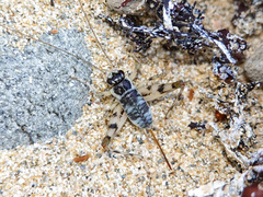 Taiwanemobius ryukyuensis