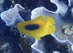 Chaetodon speculum