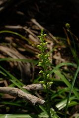 Microtis parviflora