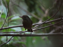 Colluricincla rufogaster