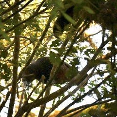 Nestor meridionalis septentrionalis