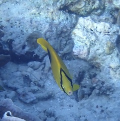Chaetodon speculum