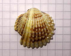 Acanthocardia echinata