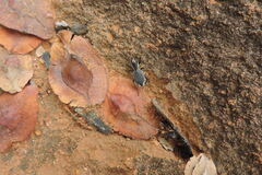 Graphipterus lineolatus