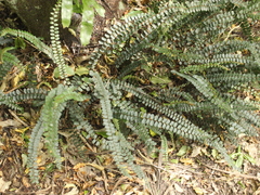 Pellaea rotundifolia