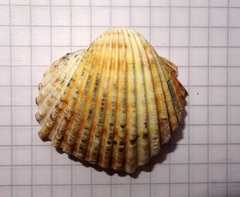 Acanthocardia echinata