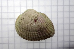 Cerastoderma glaucum