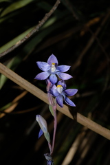 Thelymitra megcalyptra
