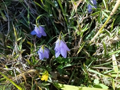 Adenophora morrisonensis