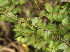 Metrosideros diffusa
