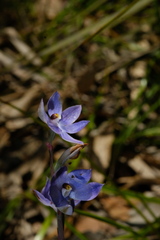 Thelymitra megcalyptra