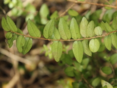 Metrosideros diffusa
