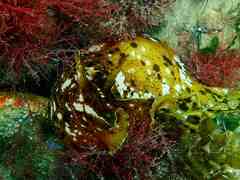 Aplysia extraordinaria