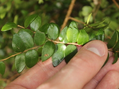 Metrosideros diffusa