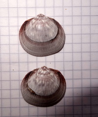 Glycymeris glycymeris