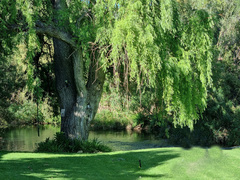 Salix mucronata