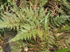 Parapolystichum microsorum