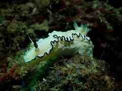 Doriprismatica atromarginata