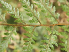 Parapolystichum microsorum