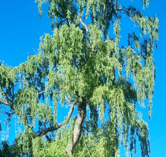 Salix mucronata