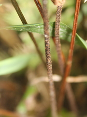 Parapolystichum microsorum