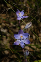 Thelymitra megcalyptra