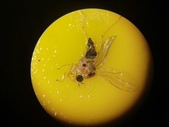 Elaphropeza ephippiata