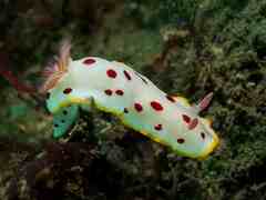 Goniobranchus splendidus