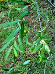 Salix mucronata