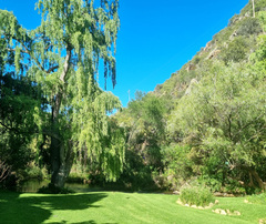 Salix mucronata