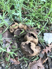 Scleroderma polyrhizum