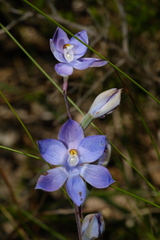 Thelymitra megcalyptra